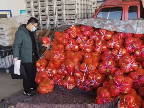 衡水食用農(nóng)產(chǎn)品批發(fā)市場(chǎng) 打造京津冀優(yōu)質(zhì)“菜籃子”